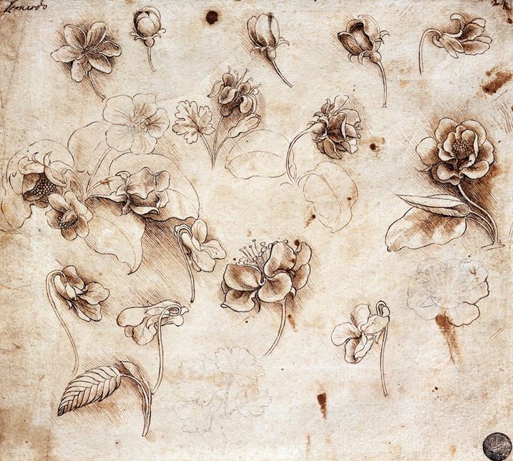 an old paper with flowers and leaves drawn on it