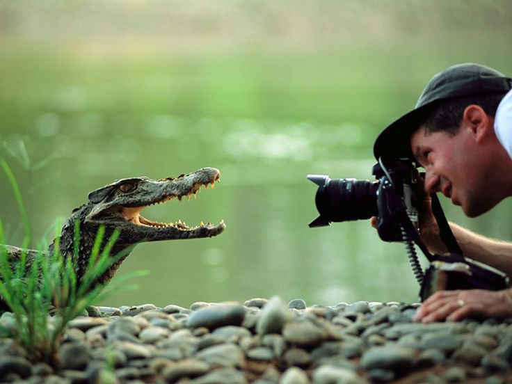 a man taking a photo of an alligator