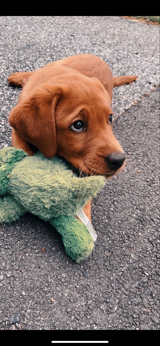 a brown dog laying on the ground with a stuffed animal in it's mouth