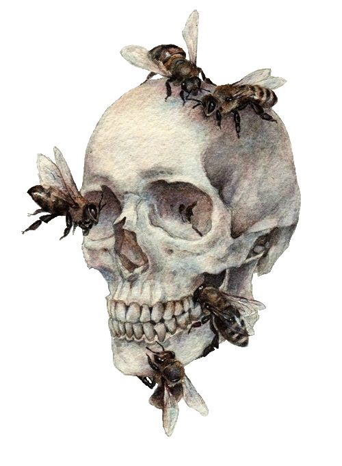 a drawing of a human skull with bees on it's head and two flies flying around