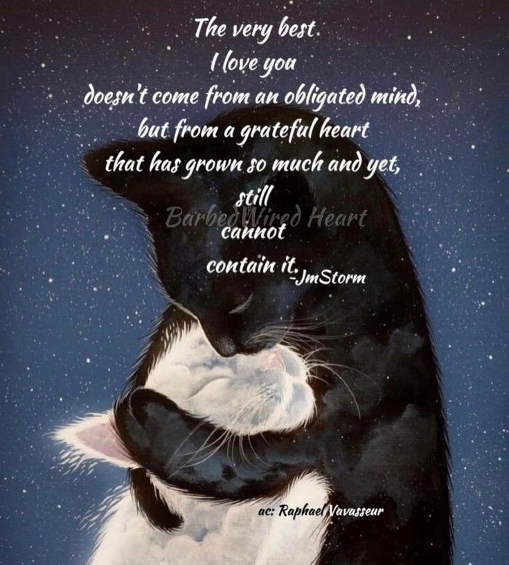 a black and white cat hugging its face with the caption that says,'the very best i love you doesn't come from an oldfatted mind