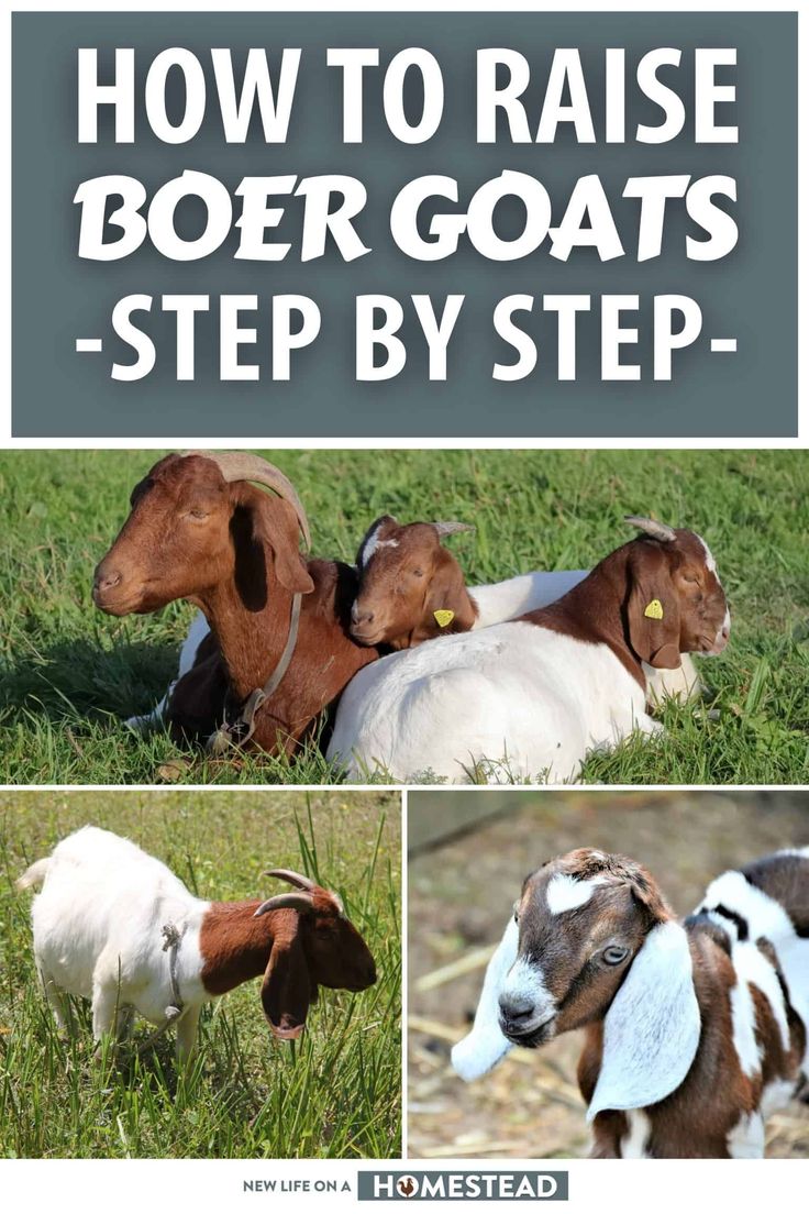 two goats and one goat laying in the grass with text overlay reading how to raise doer goats - step by step