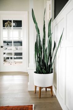 a houseplant in a white planter on a wooden stand next to a door