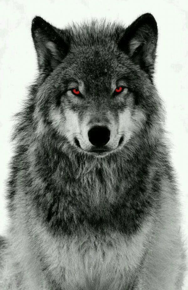 a gray wolf with red eyes looking at the camera in front of a white background