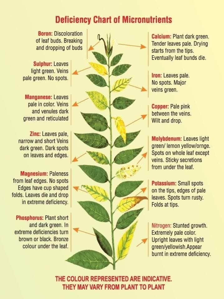 Plant Deficiencies, Different Types Of Plants, Plant Nutrients, Plant Problems, Plant Diseases, Plant Health, Hydroponic Gardening, Garden Pests, Veggie Garden