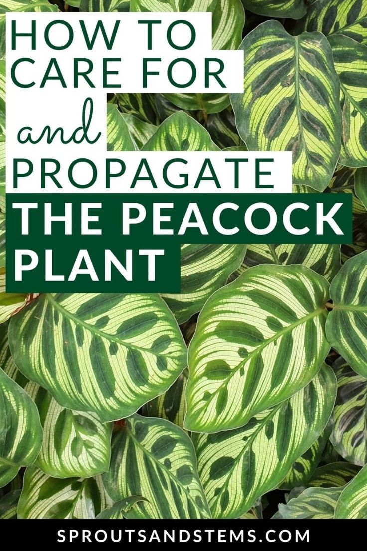 green and white plant with text overlay how to care for and propagate the peacock plant