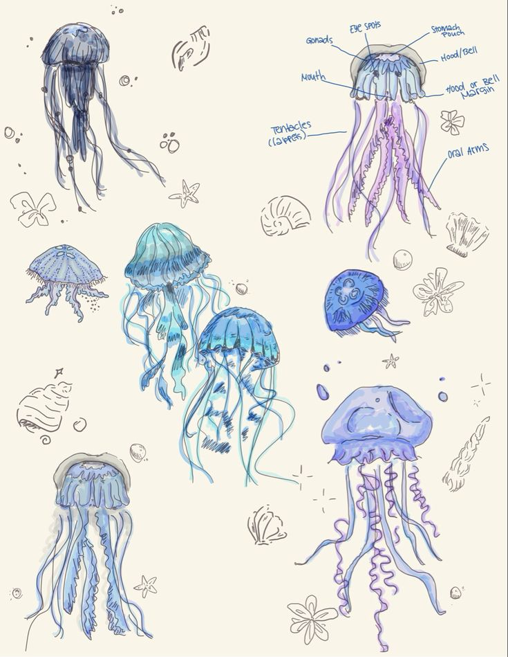 an image of jellyfish in different colors