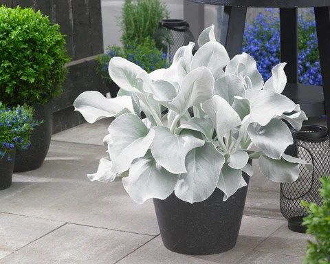 a potted plant sitting on top of a cement floor next to blue flowers and bushes