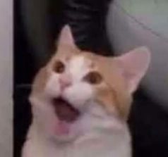 an orange and white cat yawning while sitting on a couch