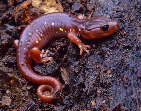 a brown and orange lizard sitting on top of a tree