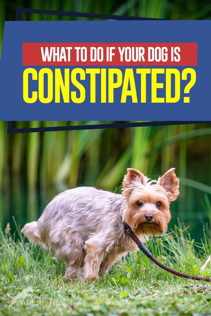 a small dog on a leash with the words what to do if your dog is constipated?