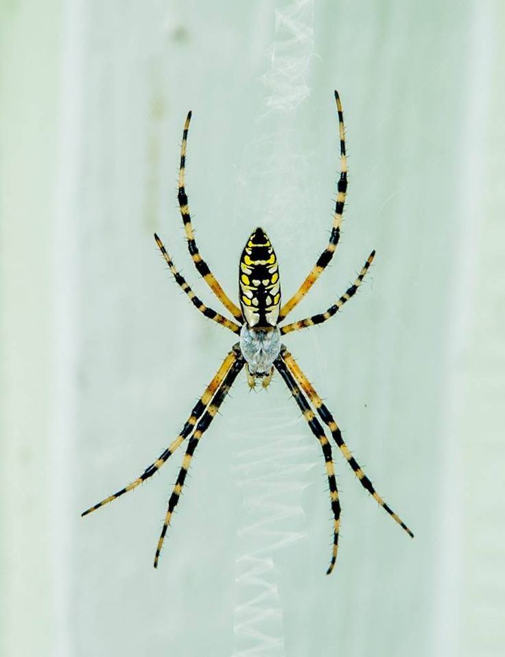 a yellow and black spider sitting on its web