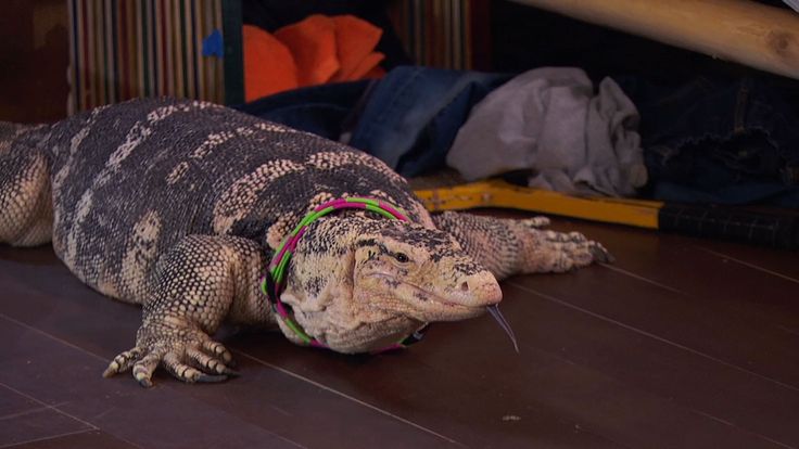 an alligator is laying on the floor with its mouth open