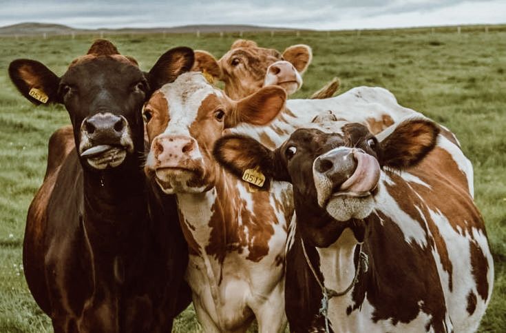 three cows are standing in the grass with their faces close to each other and looking at the camera