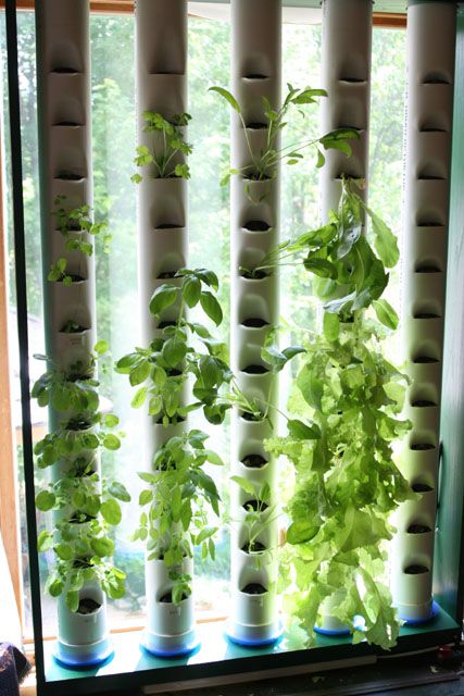 several plants are growing in the window sill