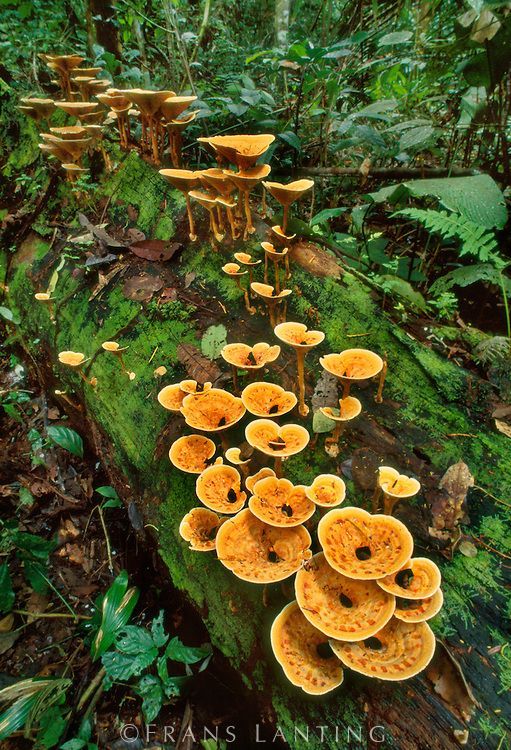 a group of mushrooms growing on the side of a tree trunk in the middle of a forest