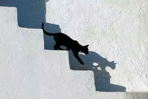 the shadow of a cat walking up some steps