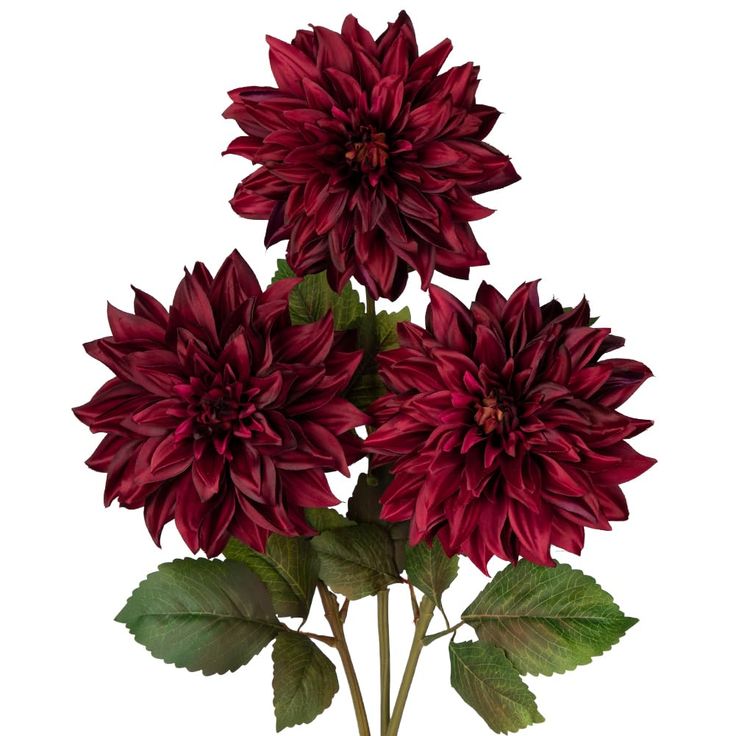 three large red flowers with green leaves in a vase on a white background, set against a plain backdrop