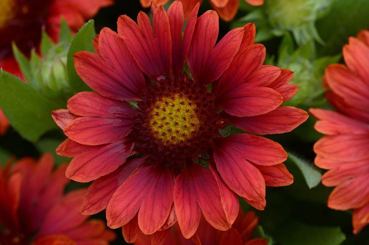 a red flower with green leaves in the foreground and an orange center surrounded by other flowers