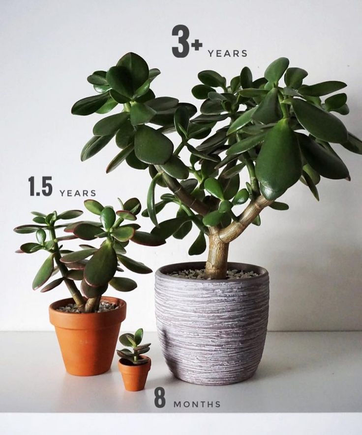 three potted plants are shown in front of a white wall with the number five years on it