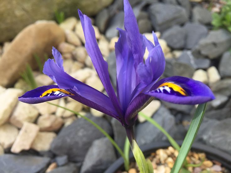 a purple flower with yellow and white stamens on it's petals next to some rocks