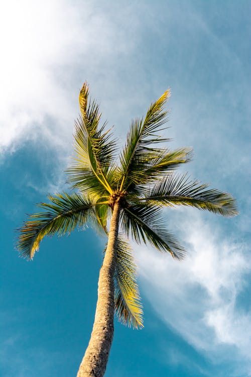 a palm tree is shown against the blue sky