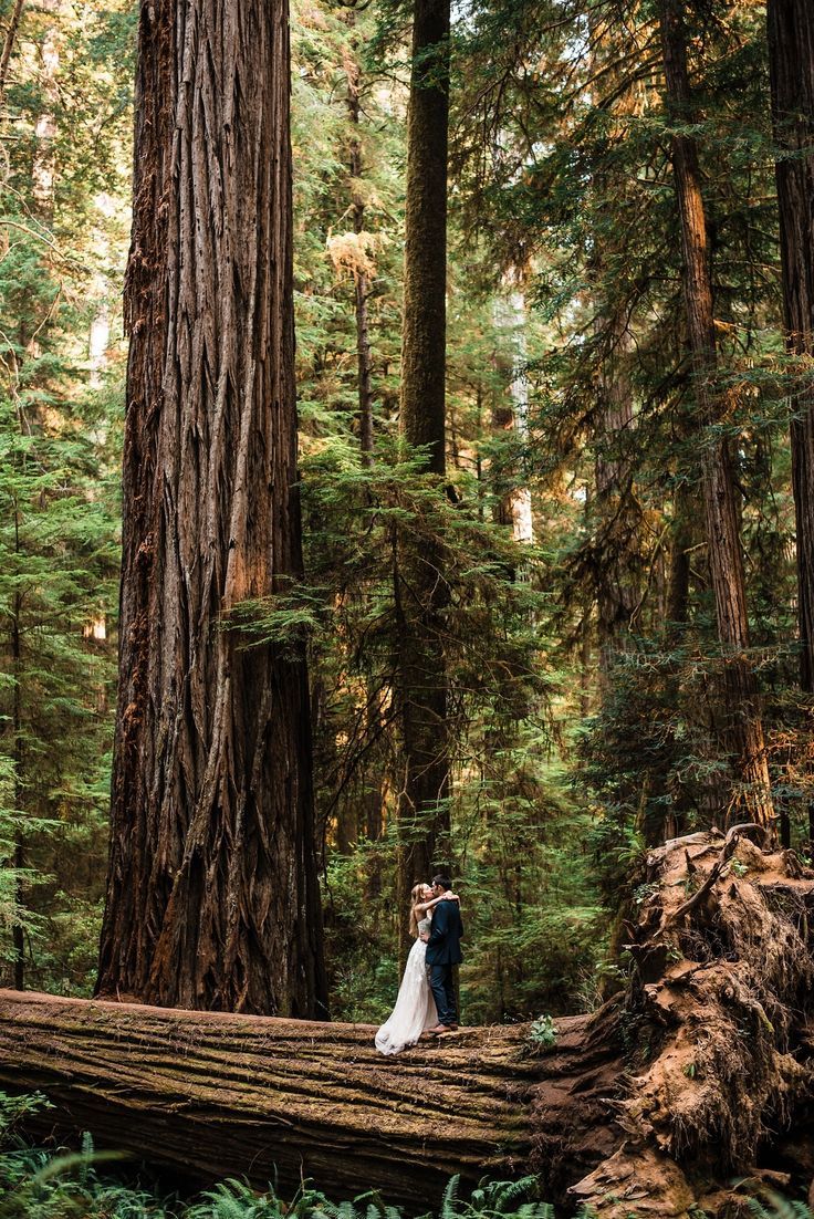 a bride and groom standing on a fallen tree in the forest