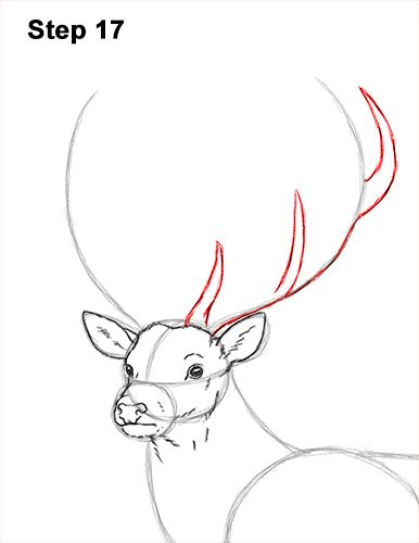 how to draw a deer's head with pencils step by step for beginners