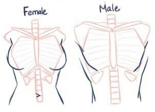 the female and male torso are shown in this drawing