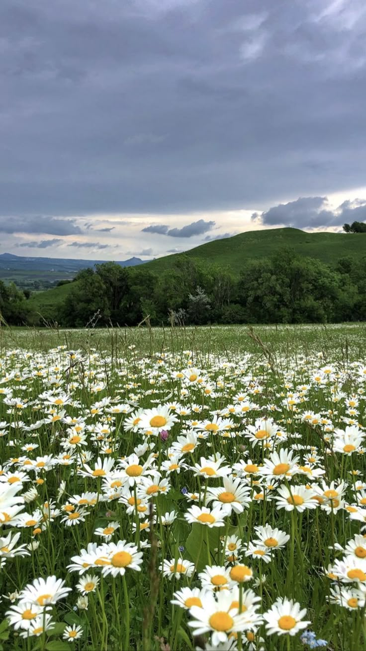 a field full of white and yellow daisies under a cloudy sky with hills in the background