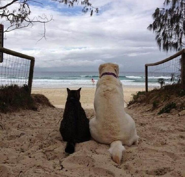 two dogs and a cat sitting on the beach looking out at the ocean from behind a fence