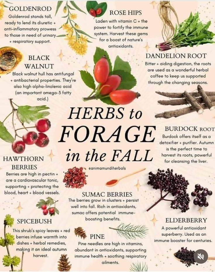 herbs to force in the fall