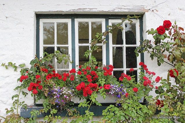 red and purple flowers in a window box