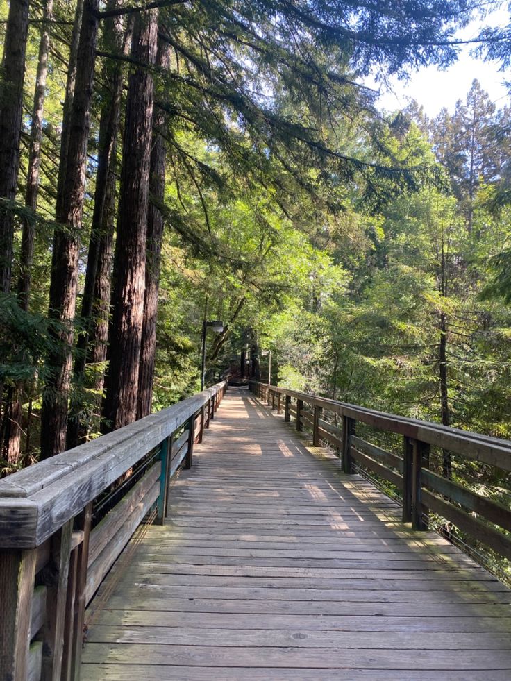 a wooden walkway in the middle of a forest