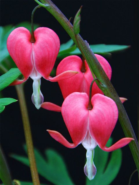 three pink flowers with green leaves in the background and one flower bud still attached to it