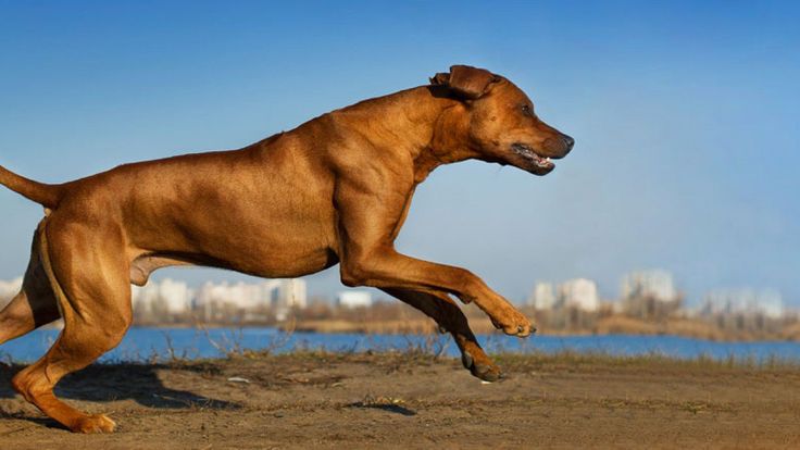 a brown dog running across a dirt field