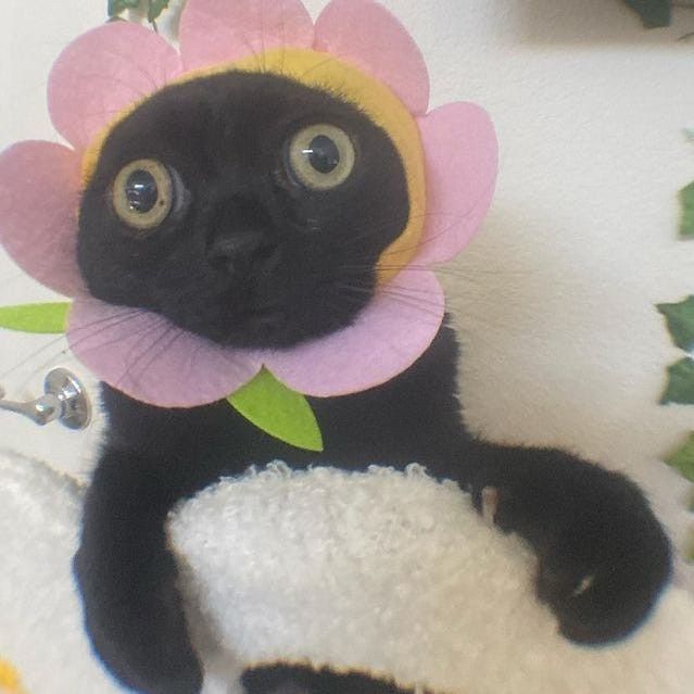 a black cat with a flower on its head