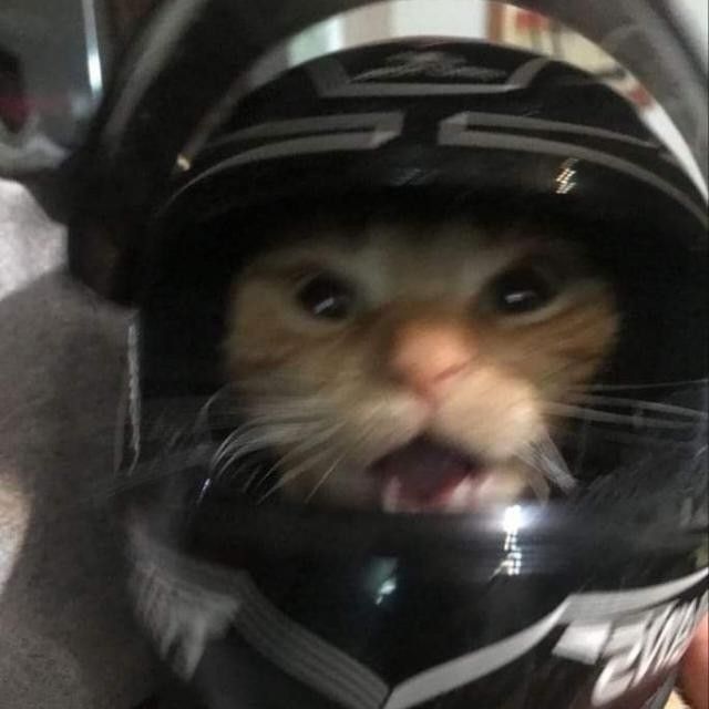 a cat wearing a helmet with its mouth open