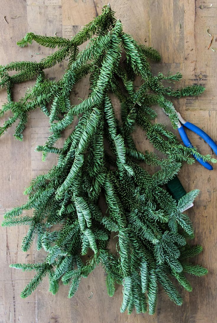 scissors are laying on top of the branches of a christmas tree that has been cut down