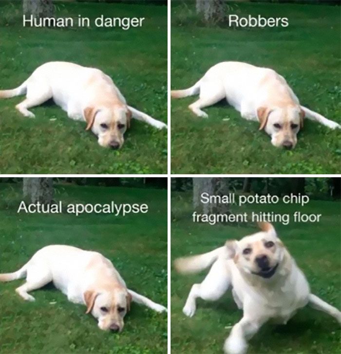 four pictures of a dog laying in the grass with captioning that it is human in danger