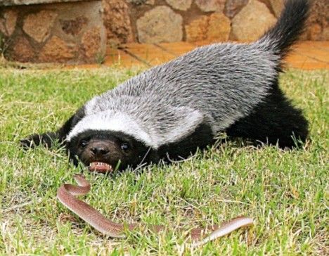 a small animal is laying in the grass with a long tail and tongue sticking out it's mouth