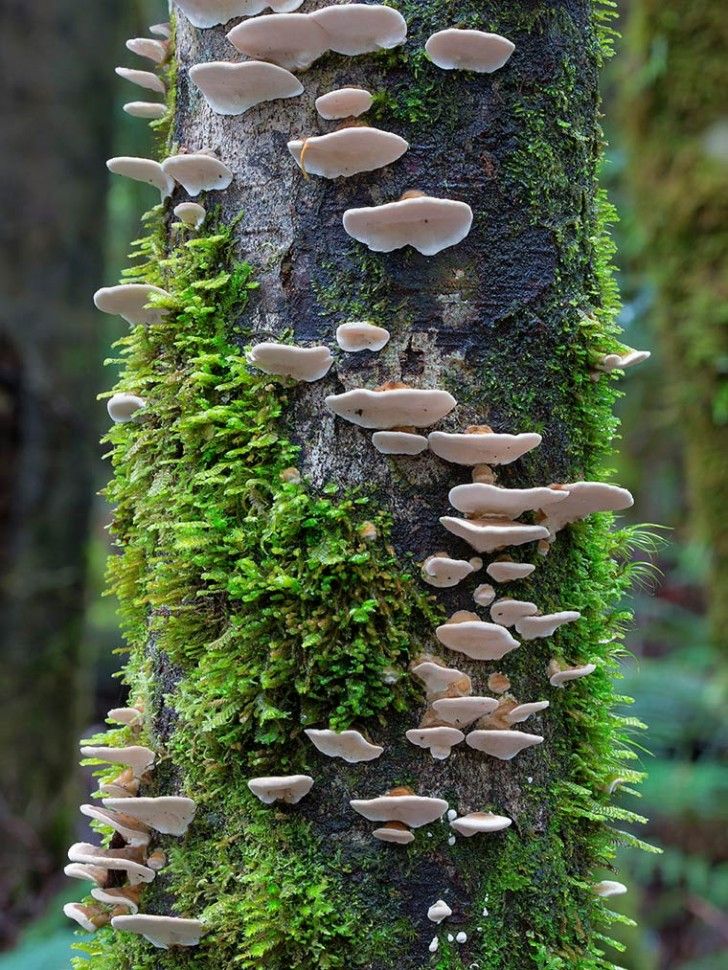 mushrooms growing on the bark of a tree