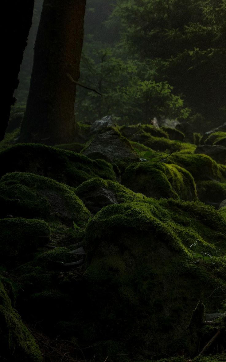 moss covered rocks and trees in the woods