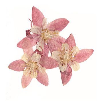 three pink flowers on a white background