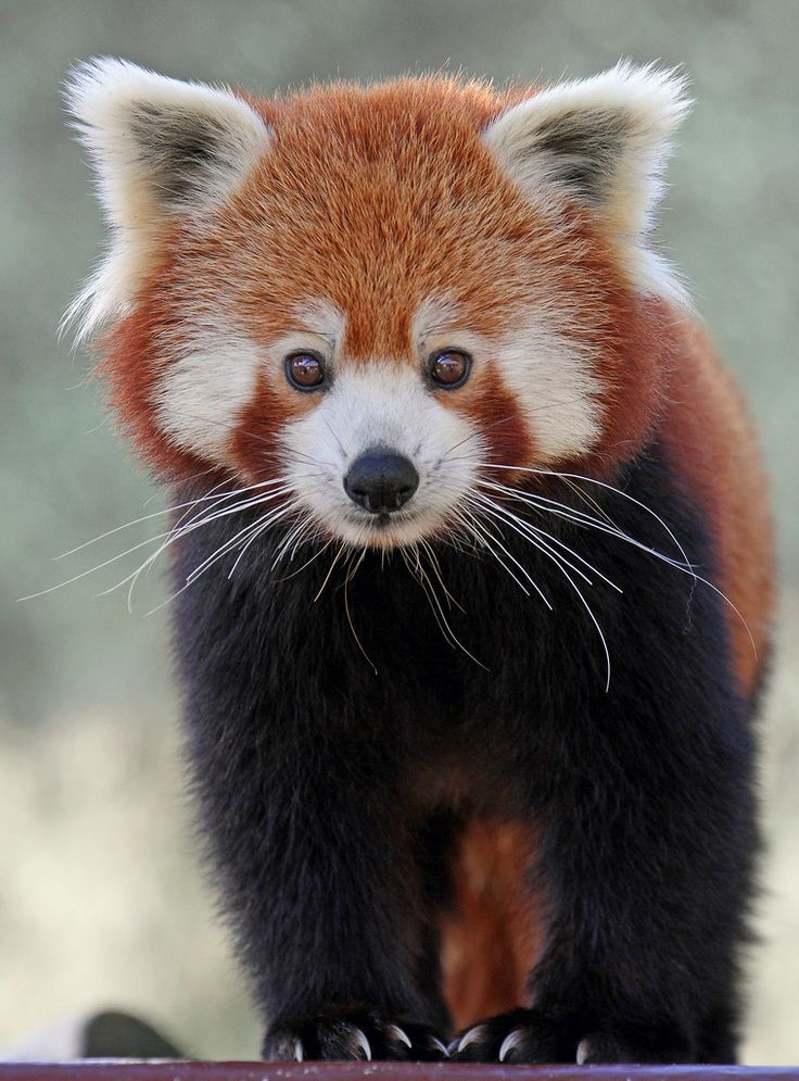 a small red panda standing on top of a wooden table looking at the camera with blue eyes