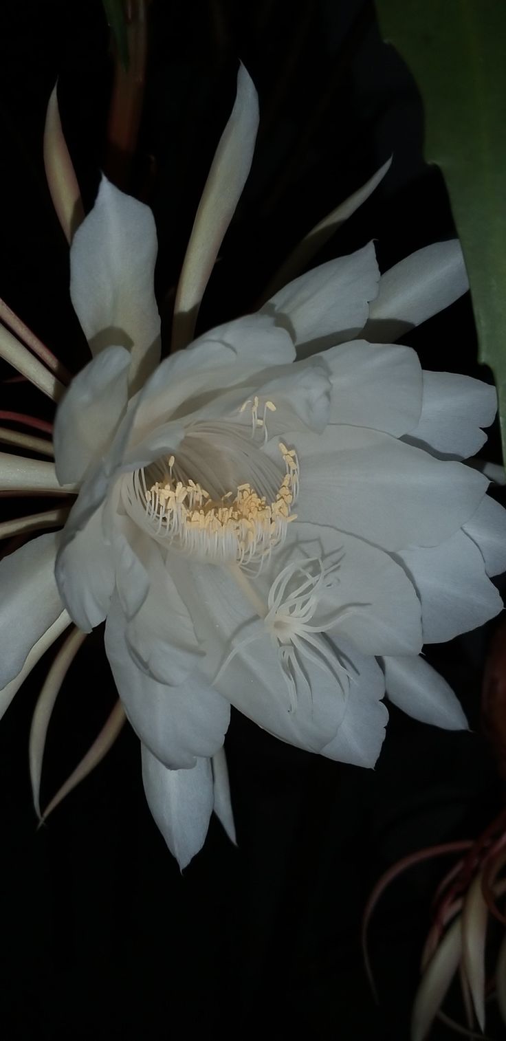 the large white flower is blooming in the dark