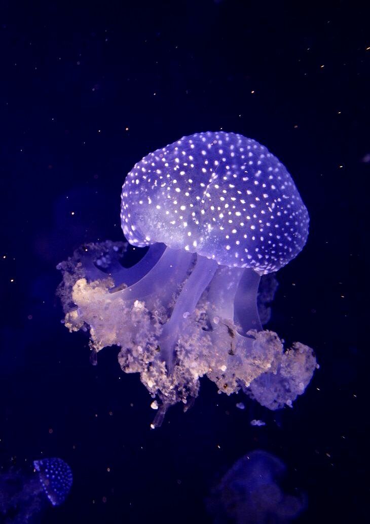 a jellyfish swimming in the water at night