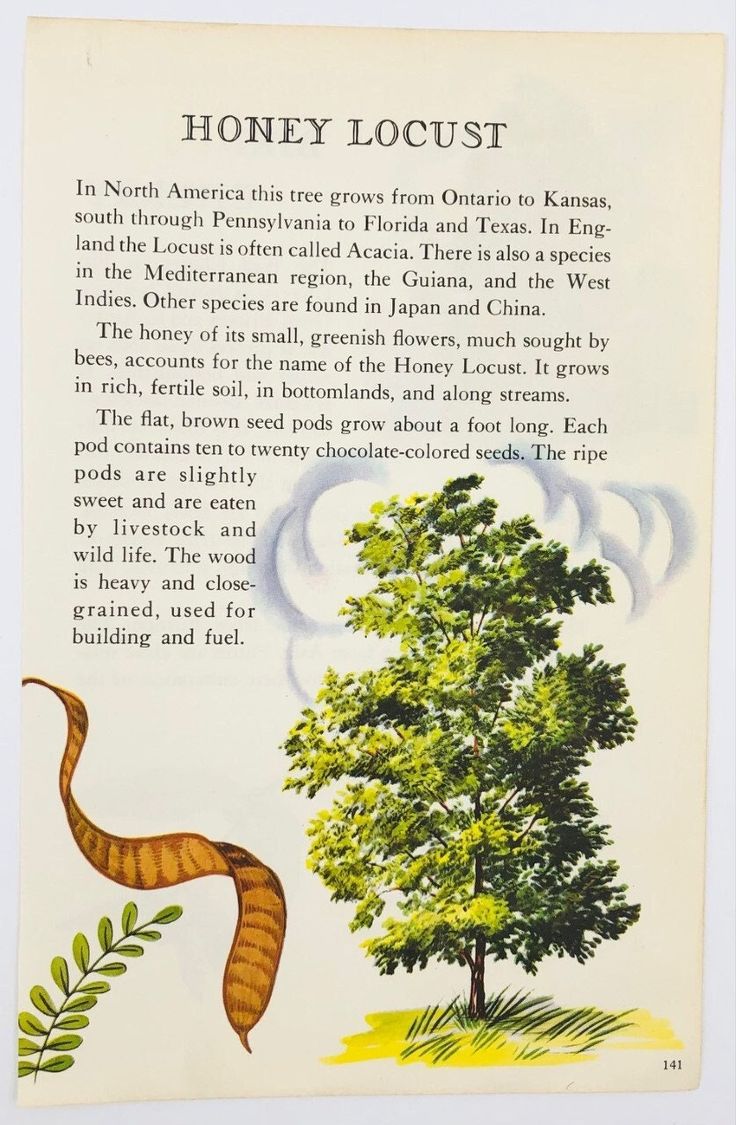 an image of a book page with a snake and tree in the background, which reads honey locus