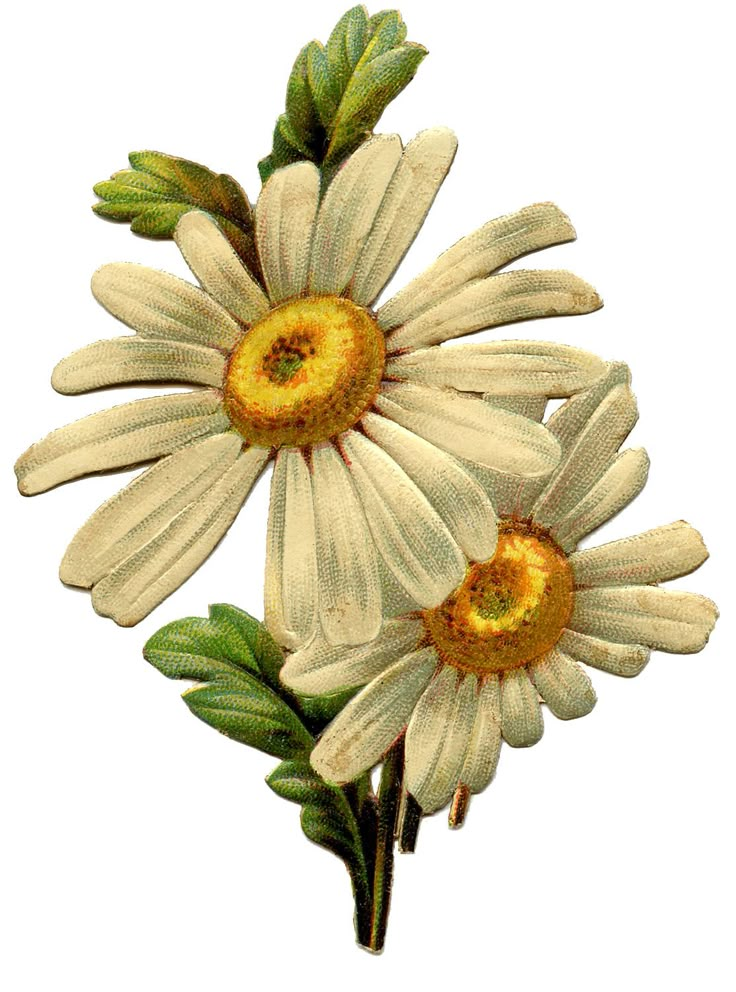 three white daisies with green leaves on the top and bottom, one yellow center