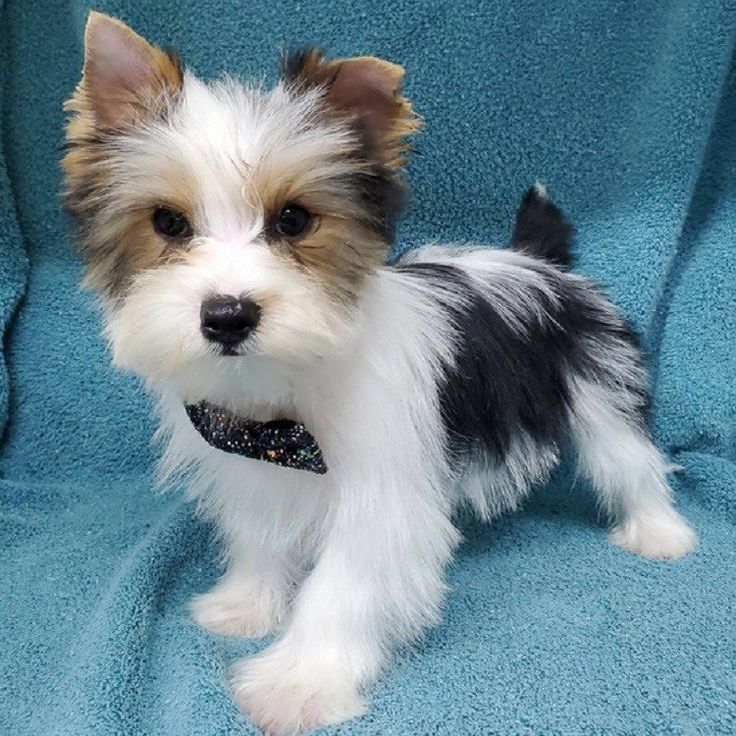 a small dog sitting on top of a blue blanket